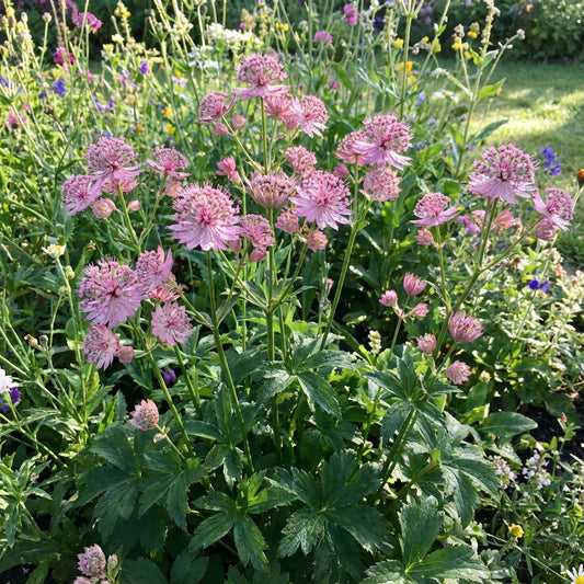 Pink Masterwort Seeds for Planting - Elegant Blooms for Your Garden