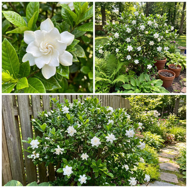 White Gardenia Jasminoides Flower Seeds for Planting - Fragrant Garden Perennial Blooms