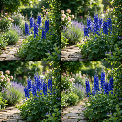 Blue Perennial Flower Seeds for Planting