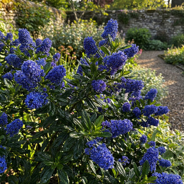 Blue Sapphire Flower Seeds for Planting