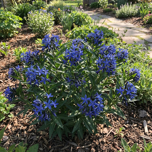 Blue Sapphire Flower Seeds for Planting