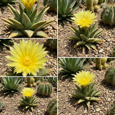 Yellow Leuchtenbergia Plant Planting Seeds
