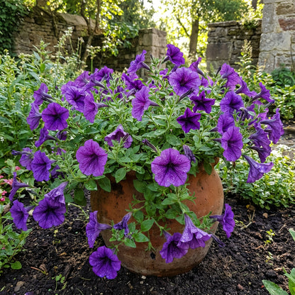 Purple Surfinia Planting Seeds - Perfect for Colorful Blooms