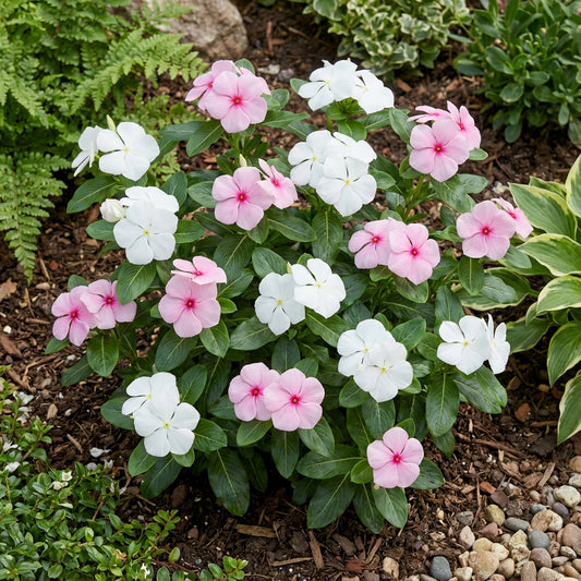 White Pink Periwinkle Flower Seeds for Planting  Create a Beautiful Garden Display with Lovely Blossoms