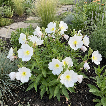 White Evening Primrose Flower Seeds for Planting - Perfect for Adding Elegance to Your Landscape