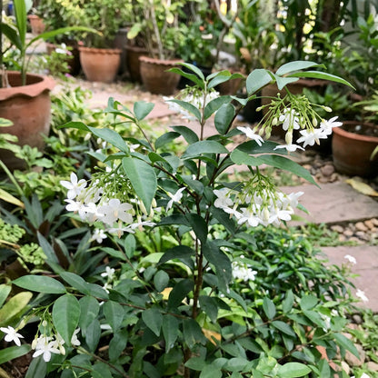 White Mok Flower Planting - Seed for Serene and Elegant Blooms