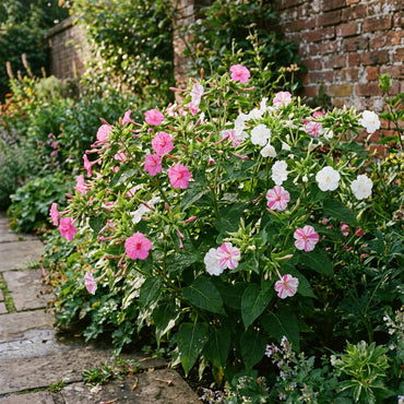 Pink White Mirabilis Flower Seeds for Spring Planting