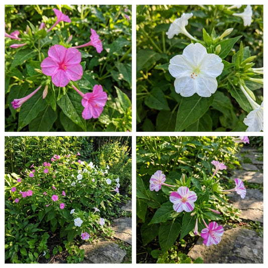 Pink White Mirabilis Flower Seeds for Spring Planting