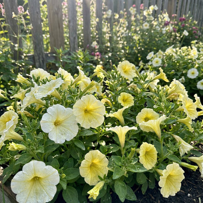 White and Yellow Petunia Flower Planting - Seed for Stunning Floral Arrangements in Your Garden