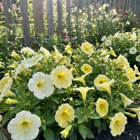 White and Yellow Petunia Flower Planting - Seed for Stunning Floral Arrangements in Your Garden