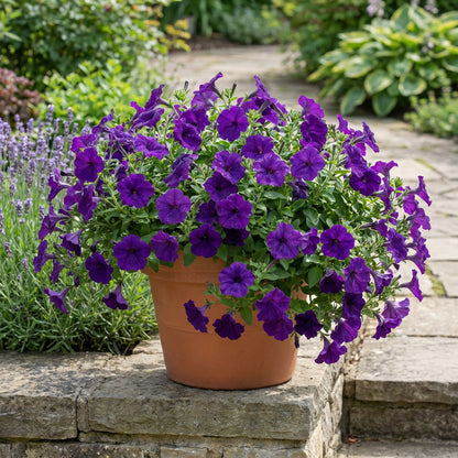 Purple Surfinia Planting Seeds - Perfect for Colorful Blooms