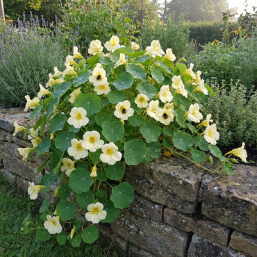 White Nasturtium Flower Seeds - Seed for Stunning Garden Aesthetics and Colorful Flower Arrangements