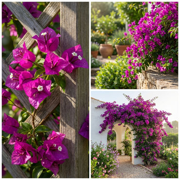 Purple Bougainvillea Flower Seeds for Easy Planting and Stunning Blooms