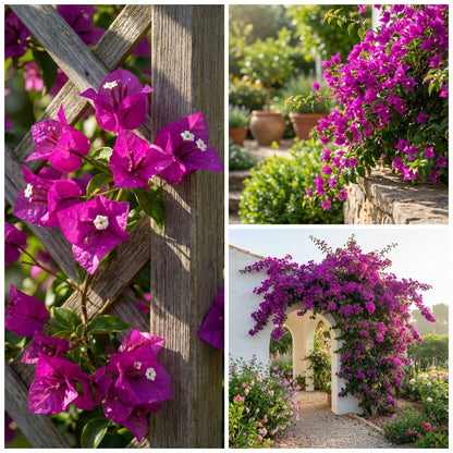Purple Bougainvillea Flower Seeds for Easy Planting and Stunning Blooms