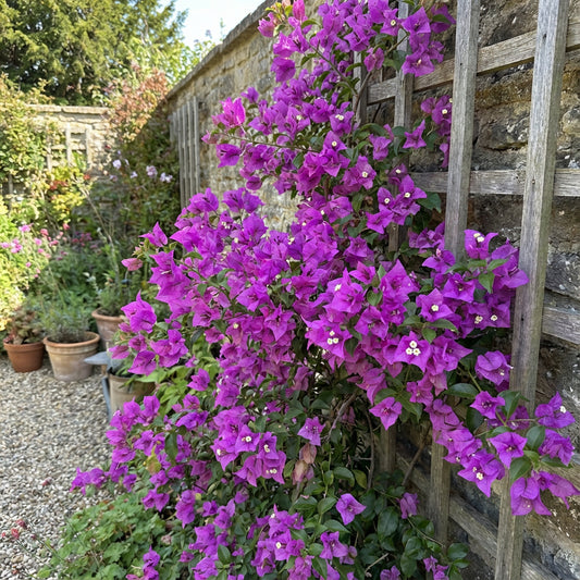 Purple Bougainvillea Flower Seeds for Easy Planting and Stunning Blooms