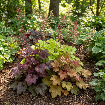 Mixed Heuchera Seeds for Easy Planting