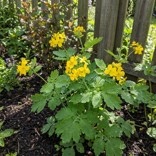 Yellow Tetterwort Flower Seeds for Planting