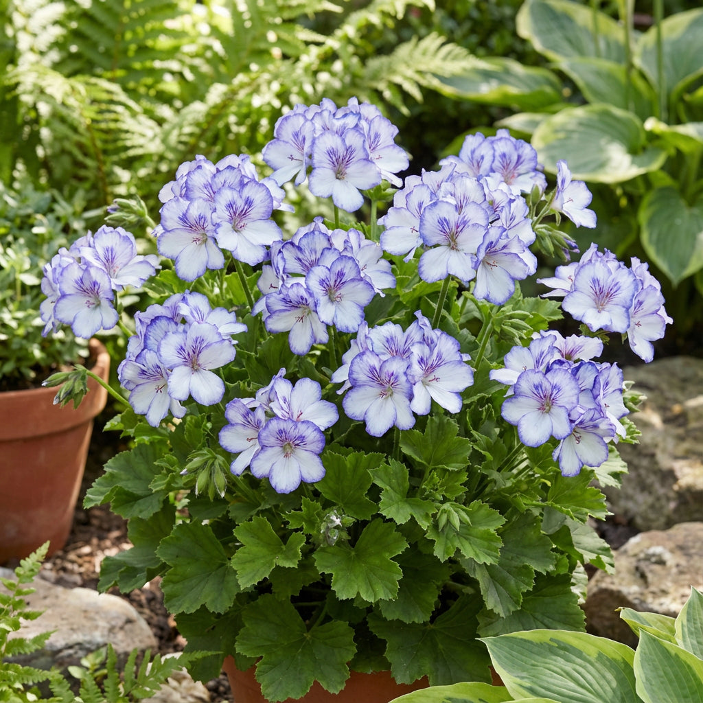 Blue White Pelargonium Geranium Flower Seeds for Planting