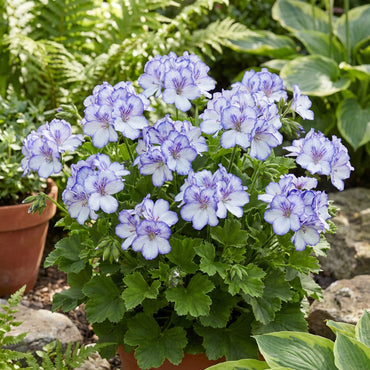 Blue White Pelargonium Geranium Flower Seeds for Planting