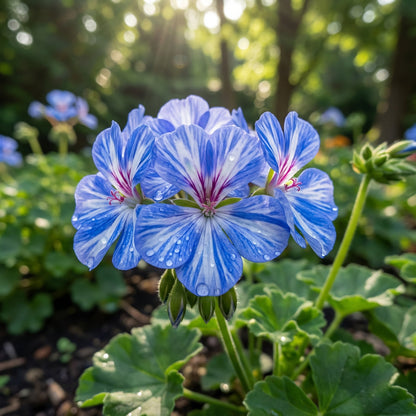 Blue White Pelargonium Geranium Flower Seeds for Planting
