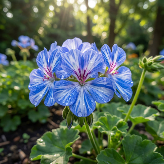 Blue White Pelargonium Geranium Flower Seeds for Planting