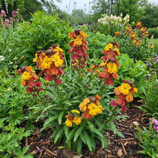 Yellow Red Danova Copper Seeds for Lush Garden Planting