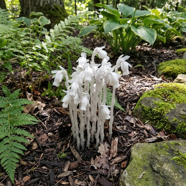 White Pipe Flower Planting - Seeds for Elegant Blossoms in Your Garden