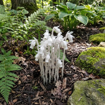 White Pipe Flower Planting - Seeds for Elegant Blossoms in Your Garden
