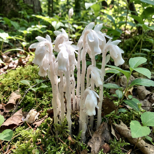 White Pipe Flower Planting - Seeds for Elegant Blossoms in Your Garden