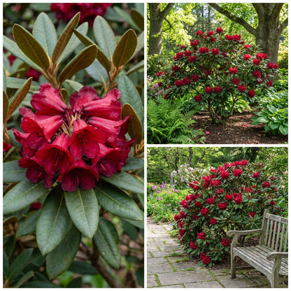 Red Rhododendron Barbatum Flower Planting