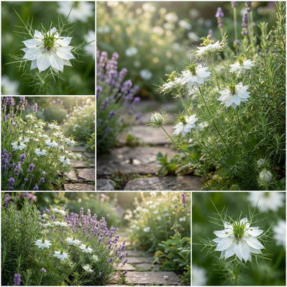 White Nigella African Flower Planting for Beautiful Gardens  Seeds for Graceful and Charming Blooms