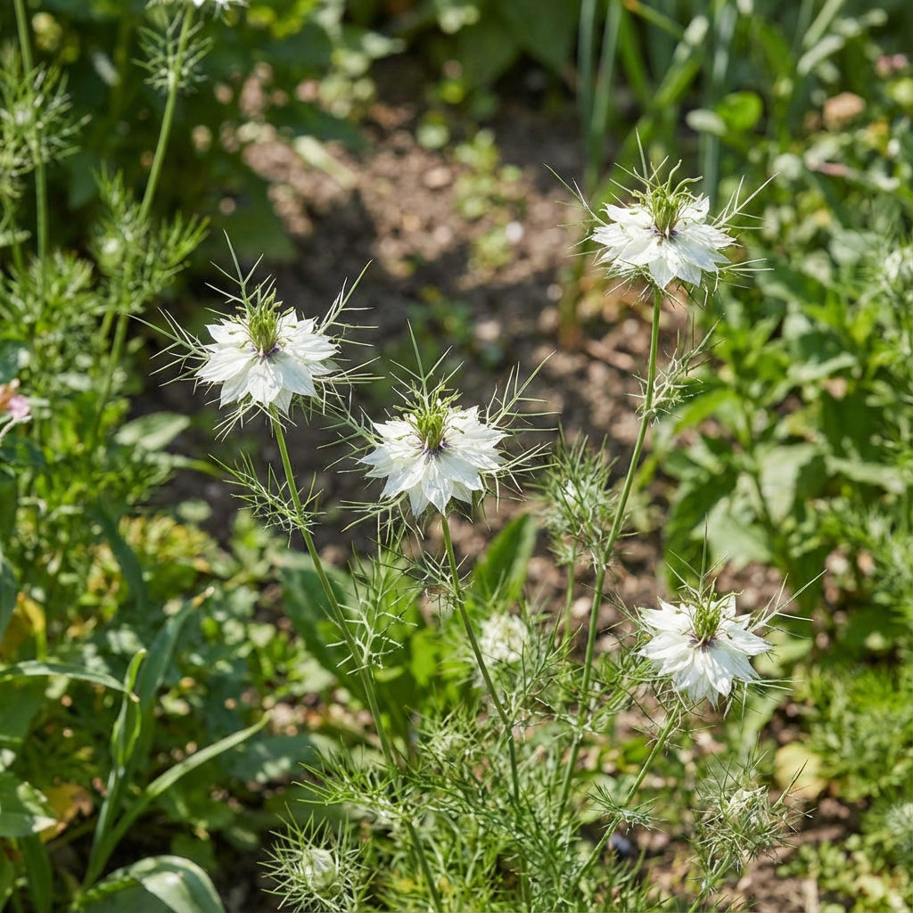 White Nigella African Flower Planting for Beautiful Gardens  Seeds for Graceful and Charming Blooms