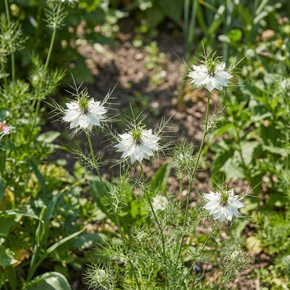 White Nigella African Flower Planting for Beautiful Gardens  Seeds for Graceful and Charming Blooms