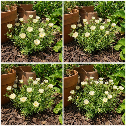Cream Portulaca Flower Seeds for Planting