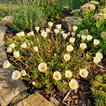 Cream Portulaca Flower Seeds for Planting