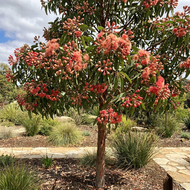 Red Eucalyptus Torquata Tree Planting  Seeds for Stunning Growth and Vibrant Color