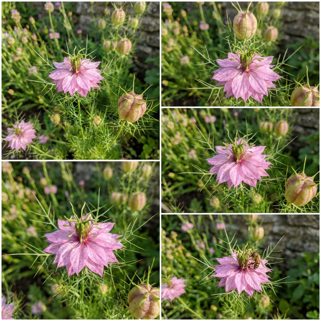 Pink Nigella Damascena Seeds for Planting - Annual Flower Seeds for Spring Gardening