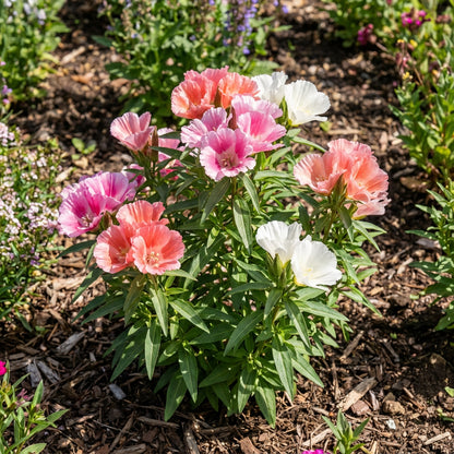 Godetia Flower Seeds for Planting - Mixed Variety