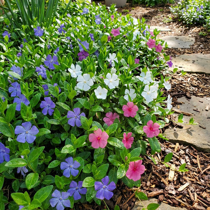 Mixed Periwinkle Flower Planting Seeds for Your Garden