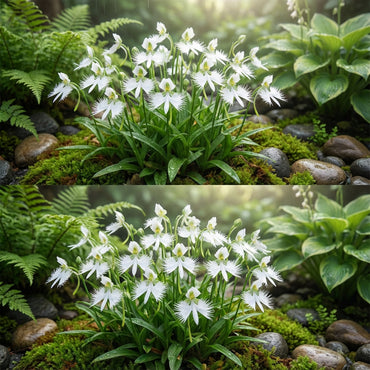 White Egret Orchid Seeds for Planting  Grow Your Own Exotic Flowers