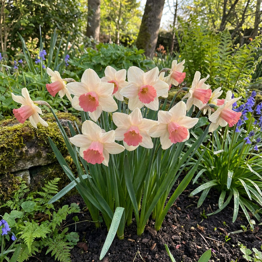 Planting Pink Daffodils Seeds - Beautiful Perennial Blooms