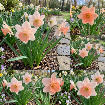 Planting Pink Daffodils Seeds - Beautiful Perennial Blooms