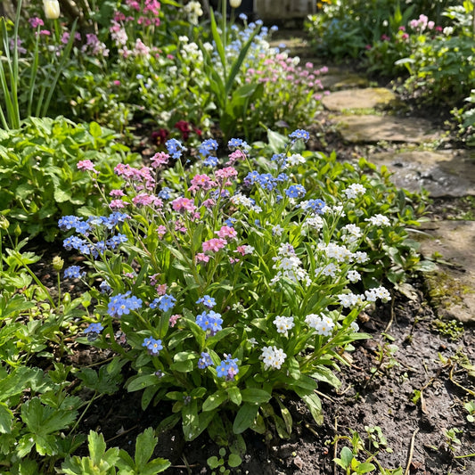 Planting Guide for Mixed Myosotis Flower Seeds