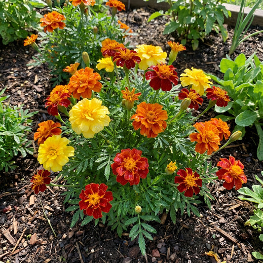 Mixed Marigold Flower Seeds for Planting
