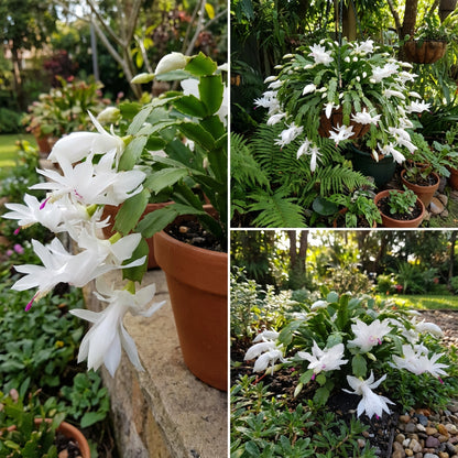 White Schlumbergera Flower Planting for Graceful Indoor Decor - Seed for Gorgeous Blossoms Throughout the Year