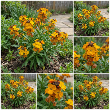 Yellow Orange Erysimum Flower Seeds for Easy Planting