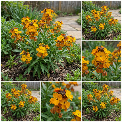 Yellow Orange Erysimum Flower Seeds for Easy Planting