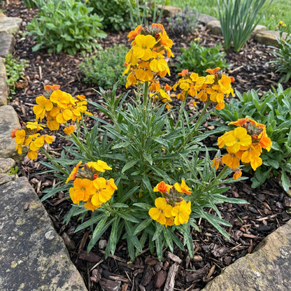 Yellow Orange Erysimum Flower Seeds for Easy Planting