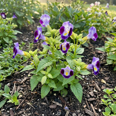 Torenia Kauai Flower Seeds: Vibrant Blooms for Lush Gardens and Container Planting