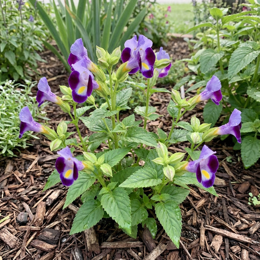 Torenia Kauai Flower Seeds: Vibrant Blooms for Lush Gardens and Container Planting